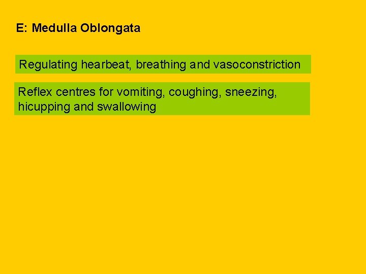 E: Medulla Oblongata Regulating hearbeat, breathing and vasoconstriction Reflex centres for vomiting, coughing, sneezing,