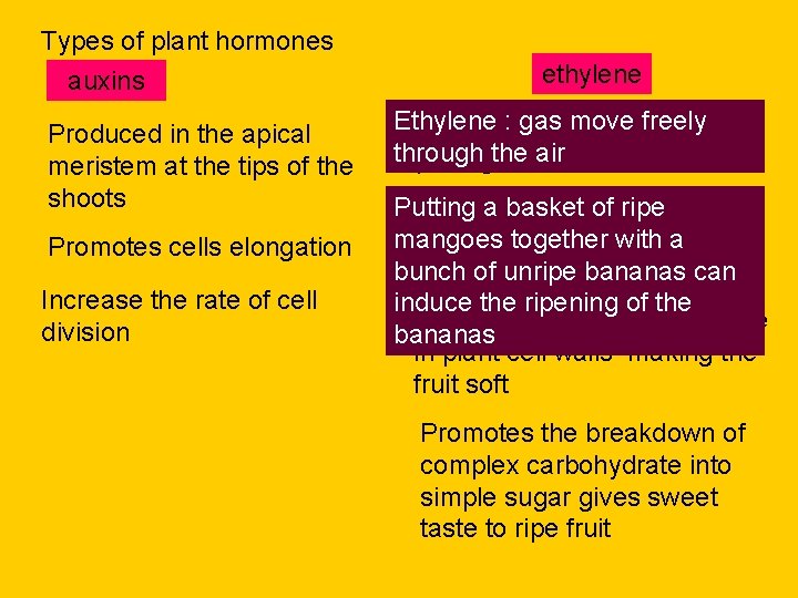 Types of plant hormones auxins Produced in the apical meristem at the tips of