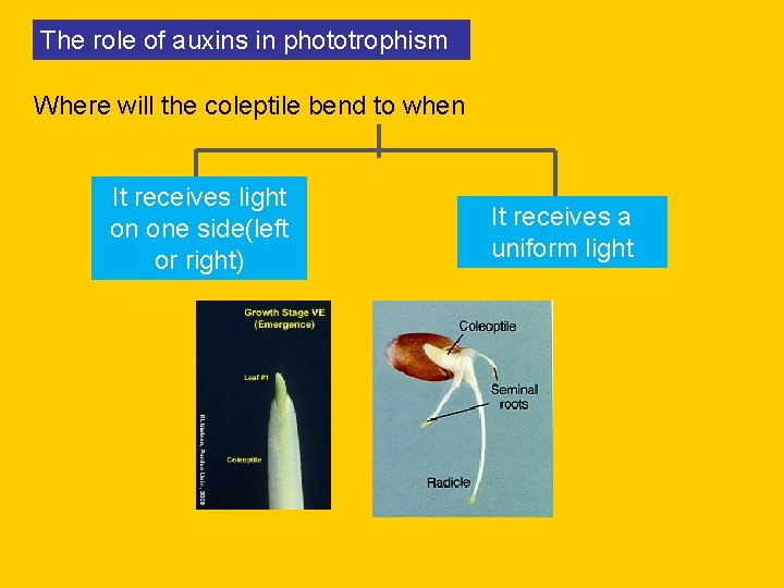 The role of auxins in phototrophism Where will the coleptile bend to when It