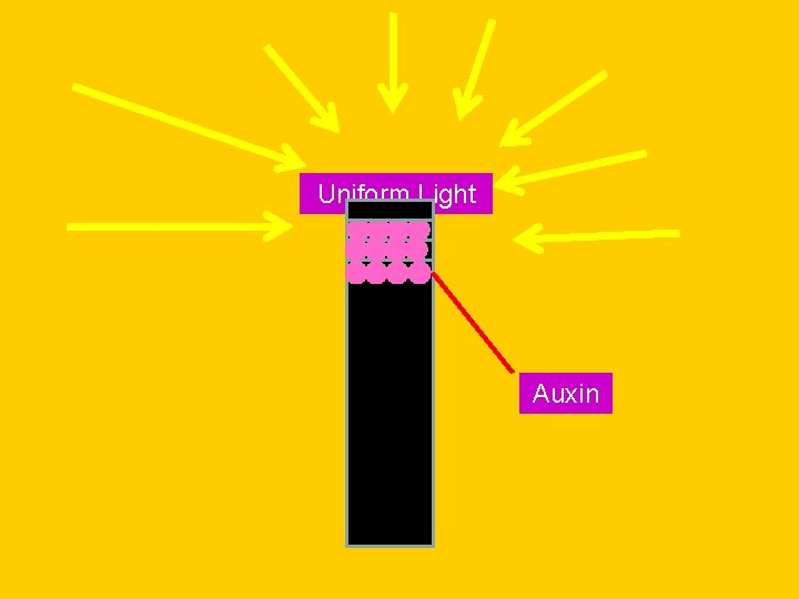 Uniform Light Auxin 