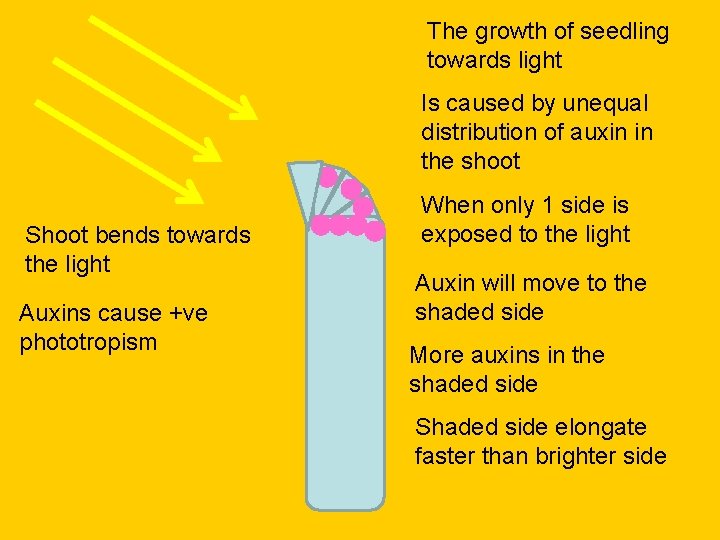 The growth of seedling towards light Is caused by unequal distribution of auxin in