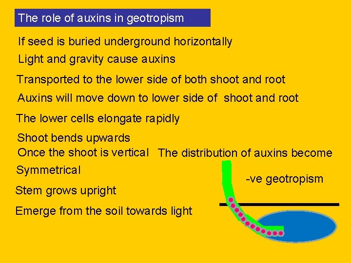 The role of auxins in geotropism If seed is buried underground horizontally Light and