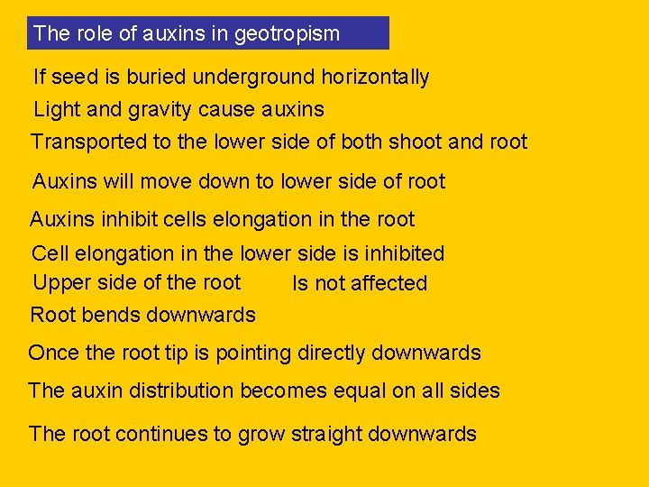 The role of auxins in geotropism If seed is buried underground horizontally Light and