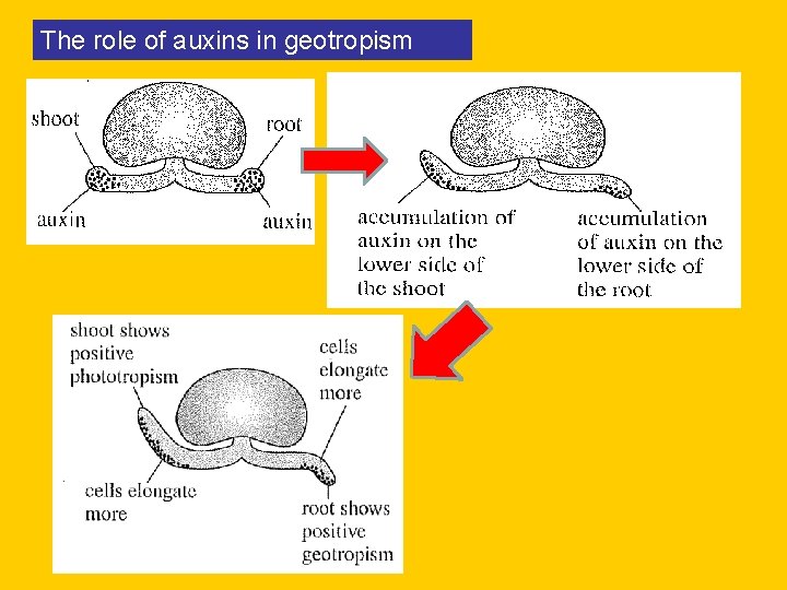 The role of auxins in geotropism 