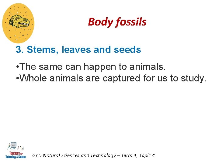 Body fossils 3. Stems, leaves and seeds • The same can happen to animals. Body fossils 3. Stems, leaves and seeds • The same can happen to animals.