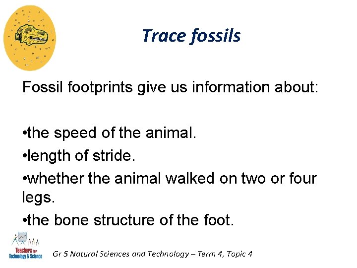 Trace fossils Fossil footprints give us information about: • the speed of the animal. Trace fossils Fossil footprints give us information about: • the speed of the animal.