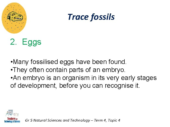 Trace fossils 2. Eggs • Many fossilised eggs have been found. • They often Trace fossils 2. Eggs • Many fossilised eggs have been found. • They often