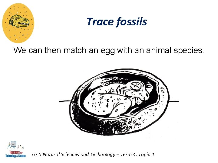 Trace fossils We can then match an egg with an animal species. Gr 5 Trace fossils We can then match an egg with an animal species. Gr 5