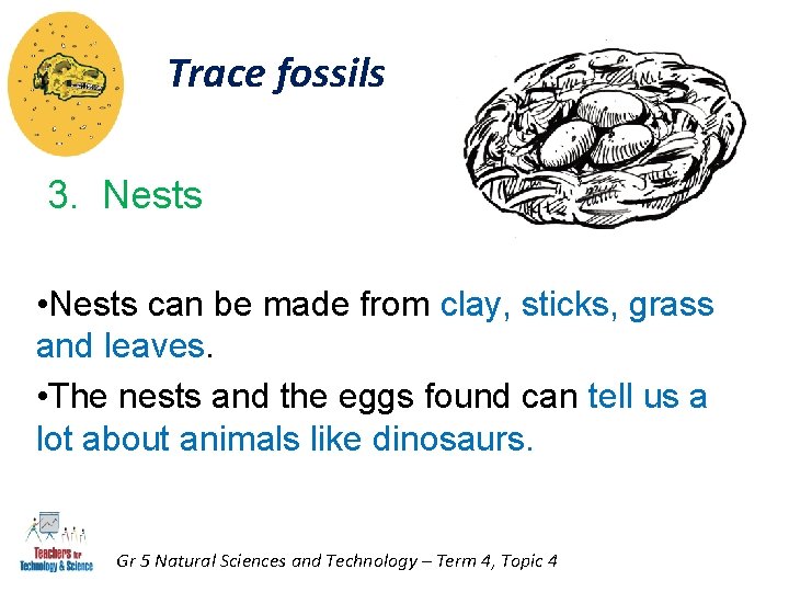 Trace fossils 3. Nests • Nests can be made from clay, sticks, grass and Trace fossils 3. Nests • Nests can be made from clay, sticks, grass and