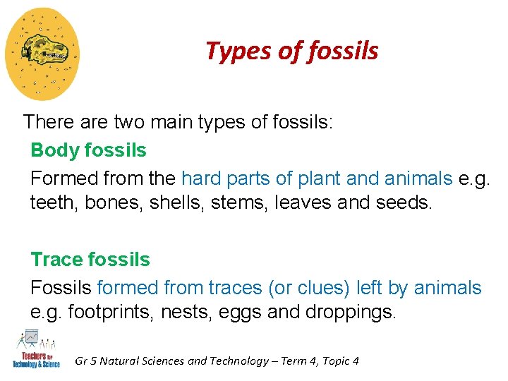 Types of fossils There are two main types of fossils: Body fossils Formed from Types of fossils There are two main types of fossils: Body fossils Formed from