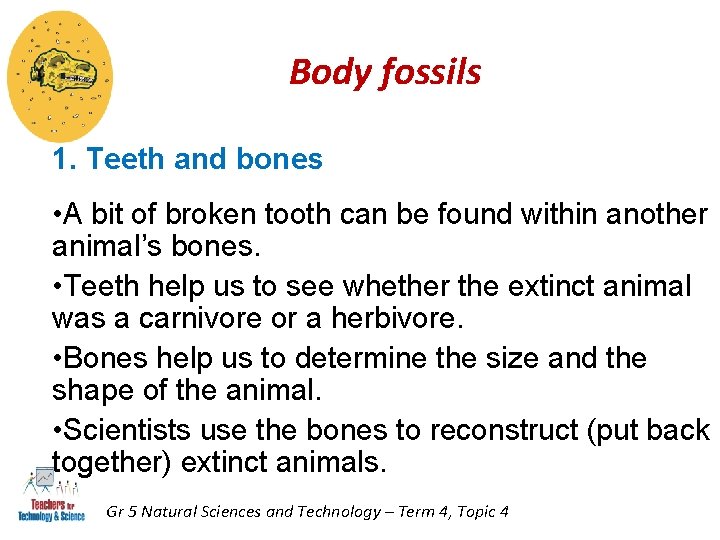 Body fossils 1. Teeth and bones • A bit of broken tooth can be Body fossils 1. Teeth and bones • A bit of broken tooth can be