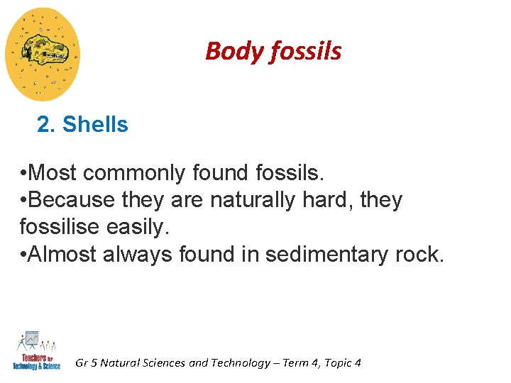 Body fossils 2. Shells • Most commonly found fossils. • Because they are naturally Body fossils 2. Shells • Most commonly found fossils. • Because they are naturally