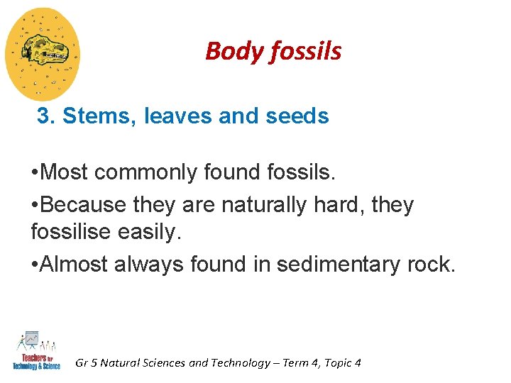 Body fossils 3. Stems, leaves and seeds • Most commonly found fossils. • Because Body fossils 3. Stems, leaves and seeds • Most commonly found fossils. • Because