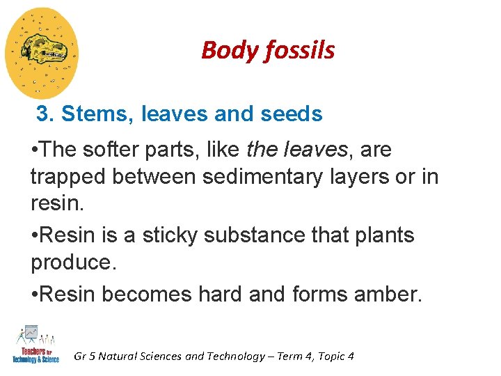 Body fossils 3. Stems, leaves and seeds • The softer parts, like the leaves, Body fossils 3. Stems, leaves and seeds • The softer parts, like the leaves,
