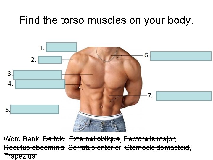 Find the torso muscles on your body. Word Bank: Deltoid, External oblique, Pectoralis major,