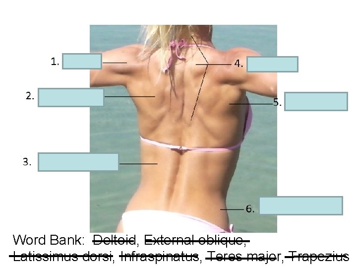 Word Bank: Deltoid, External oblique, Latissimus dorsi, Infraspinatus, Teres major, Trapezius 