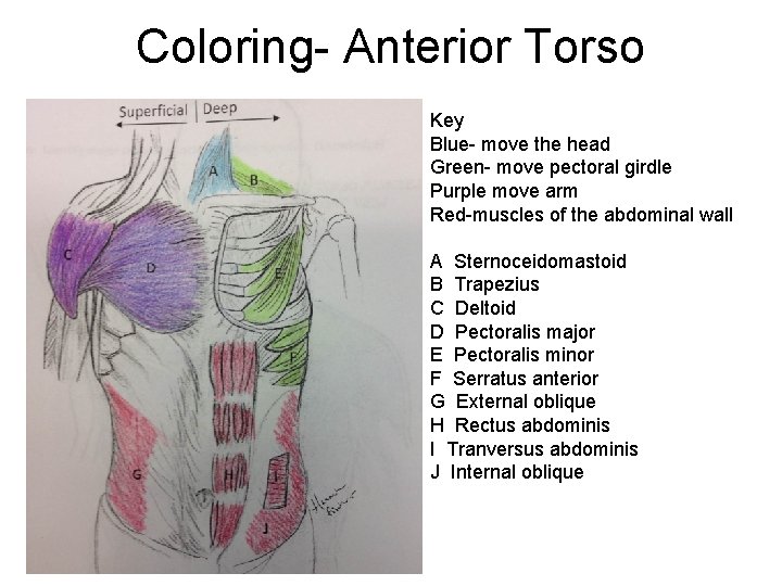 Coloring- Anterior Torso Key Blue- move the head Green- move pectoral girdle Purple move