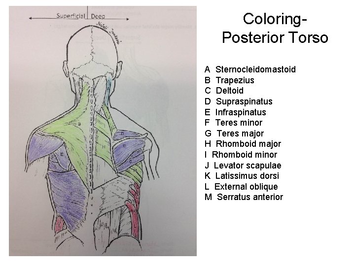 Coloring. Posterior Torso A Sternocleidomastoid B Trapezius C Deltoid D Supraspinatus E Infraspinatus F