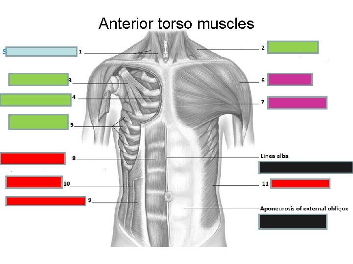 Anterior torso muscles 