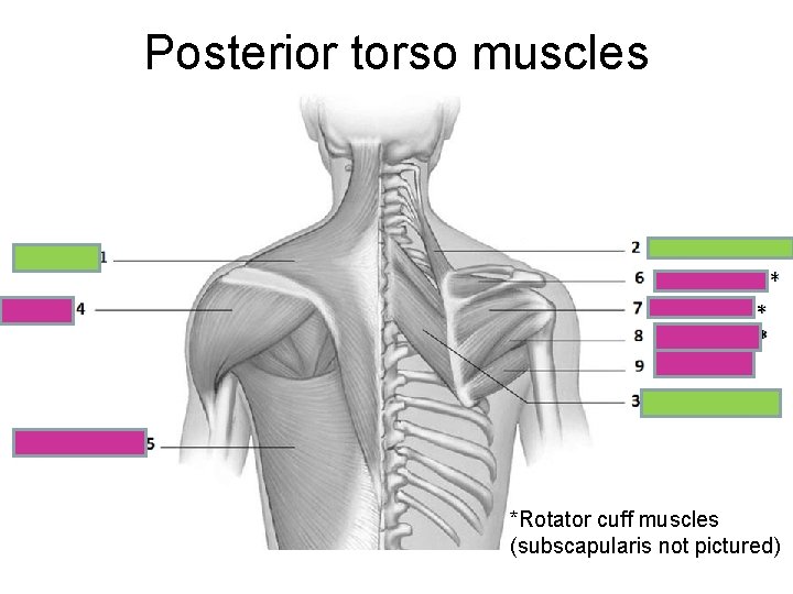 Posterior torso muscles *Rotator cuff muscles (subscapularis not pictured) 