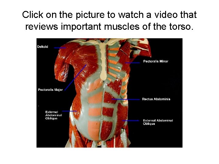 Click on the picture to watch a video that reviews important muscles of the