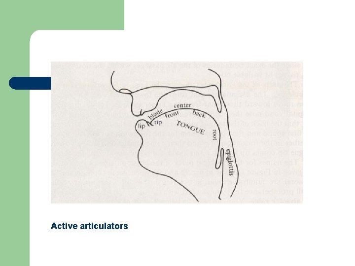 Active articulators 