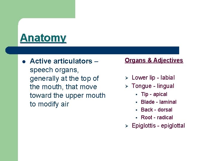 Anatomy l Active articulators – speech organs, generally at the top of the mouth,