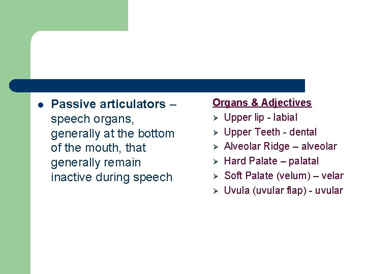 l Passive articulators – speech organs, generally at the bottom of the mouth, that l Passive articulators – speech organs, generally at the bottom of the mouth, that