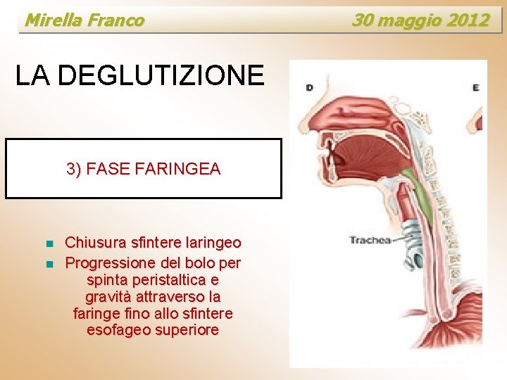Mirella Franco LA DEGLUTIZIONE 3) FASE FARINGEA n n Chiusura sfintere laringeo Progressione del