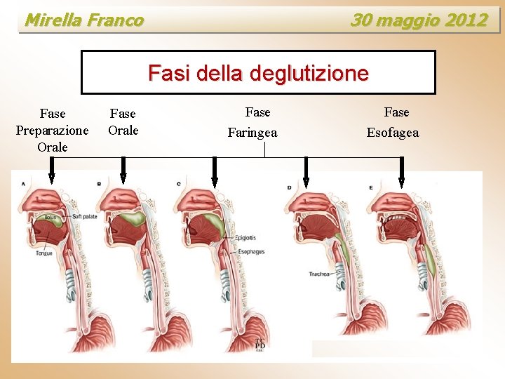 Mirella Franco 30 maggio 2012 Fasi della deglutizione Fase Preparazione Orale Fase Faringea Fase