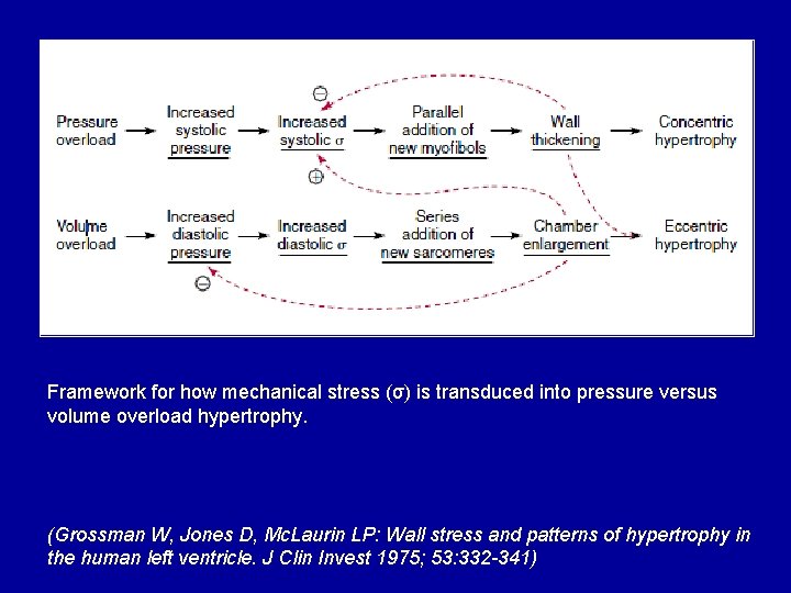 Framework for how mechanical stress (σ) is transduced into pressure versus volume overload hypertrophy.