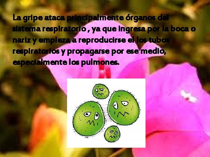 La gripe ataca principalmente órganos del sistema respiratorio , ya que ingresa por la