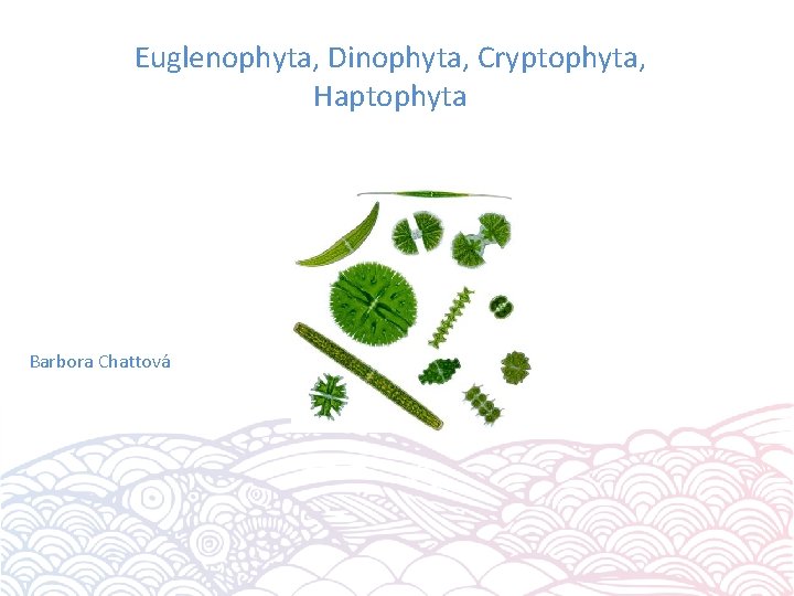 Euglenophyta, Dinophyta, Cryptophyta, Haptophyta Barbora Chattová 