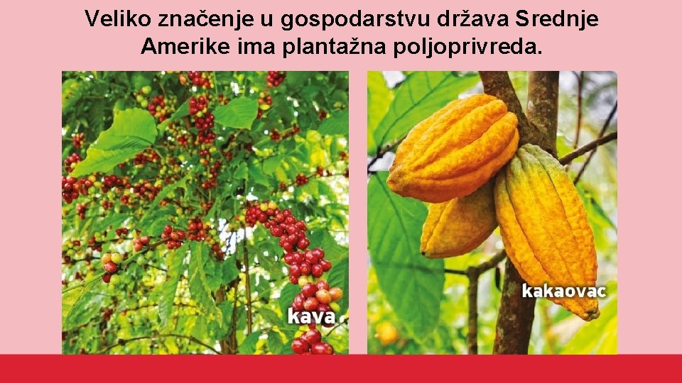 Veliko značenje u gospodarstvu država Srednje Amerike ima plantažna poljoprivreda. 