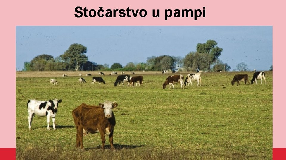 Stočarstvo u pampi 