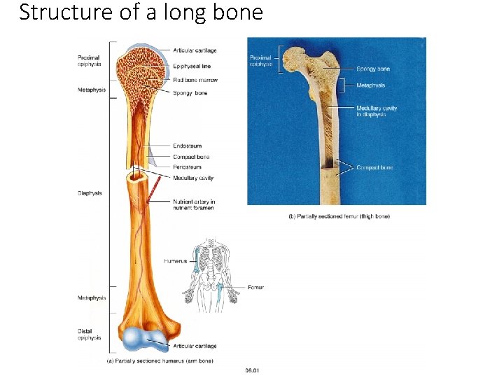 Structure of a long bone Structure of a long bone