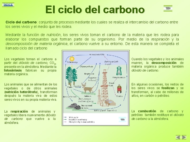 ÍNDICE El ciclo del carbono Ciclo del carbono: carbono conjunto de procesos mediante los