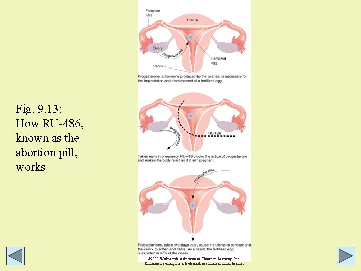 Fig. 9. 13: How RU-486, known as the abortion pill, works © 2003 Wadsworth, Fig. 9. 13: How RU-486, known as the abortion pill, works © 2003 Wadsworth,