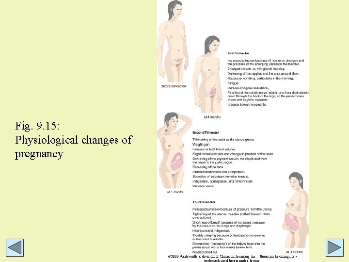 Fig. 9. 15: Physiological changes of pregnancy © 2003 Wadsworth, a division of Thomson Fig. 9. 15: Physiological changes of pregnancy © 2003 Wadsworth, a division of Thomson
