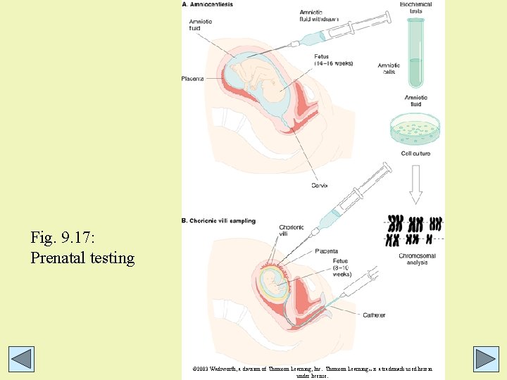 Fig. 9. 17: Prenatal testing © 2003 Wadsworth, a division of Thomson Learning, Inc. Fig. 9. 17: Prenatal testing © 2003 Wadsworth, a division of Thomson Learning, Inc.