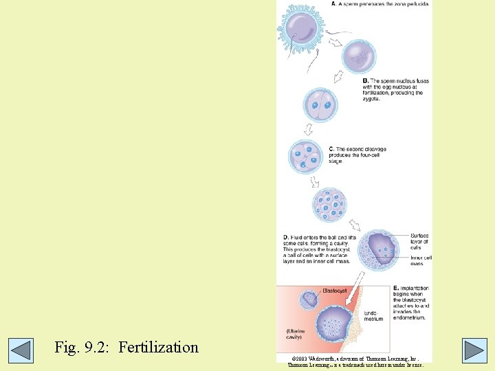 Fig. 9. 2: Fertilization © 2003 Wadsworth, a division of Thomson Learning, Inc. Thomson Fig. 9. 2: Fertilization © 2003 Wadsworth, a division of Thomson Learning, Inc. Thomson