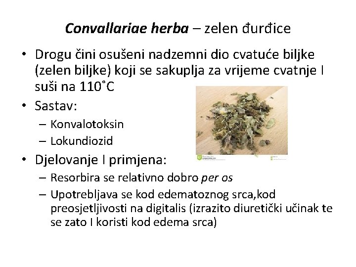 Convallariae herba – zelen đurđice • Drogu čini osušeni nadzemni dio cvatuće biljke (zelen