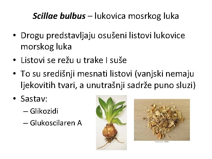 Scillae bulbus – lukovica mosrkog luka • Drogu predstavljaju osušeni listovi lukovice morskog luka