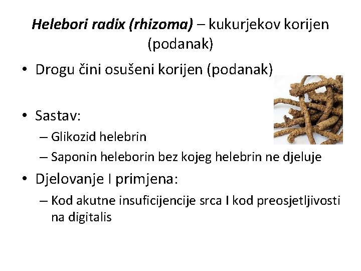 Helebori radix (rhizoma) – kukurjekov korijen (podanak) • Drogu čini osušeni korijen (podanak) •