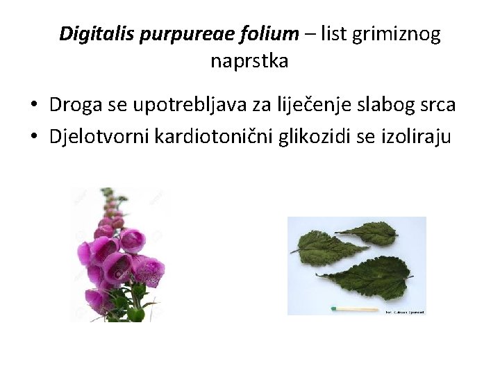 Digitalis purpureae folium – list grimiznog naprstka • Droga se upotrebljava za liječenje slabog