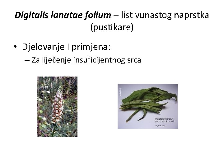 Digitalis lanatae folium – list vunastog naprstka (pustikare) • Djelovanje I primjena: – Za