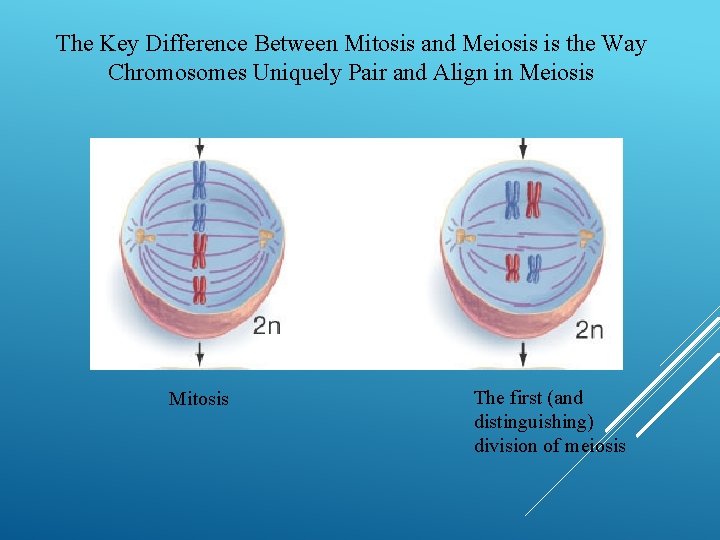 Section 11-4 Meiosis Answer Sheet : 2 : Biology section 11 ...