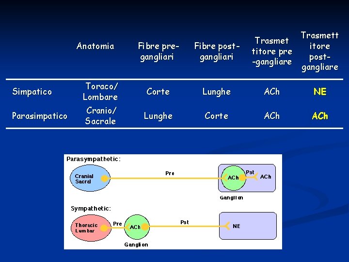 Anatomia Fibre pregangliari Fibre postgangliari Trasmet titore pre -gangliare Trasmett itore postgangliare Simpatico Toraco/