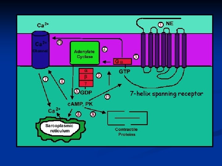 7 -helix spanning receptor 