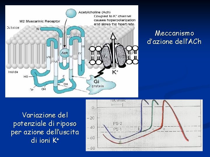 Meccanismo d’azione dell’ACh Variazione del potenziale di riposo per azione dell’uscita di ioni K+